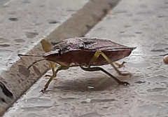 Palomena prasina