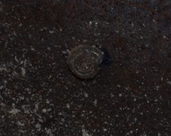 Bathyomphalus contortus