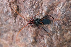 Compsomera elegantissima elegantissima