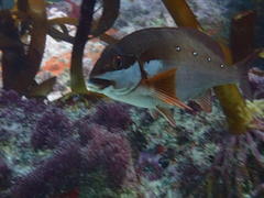 Chirodactylus brachydactylus