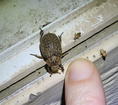 Trogidae