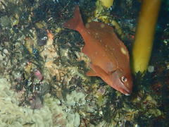 Chirodactylus brachydactylus