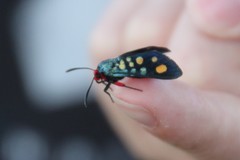 Arniocera auriguttata