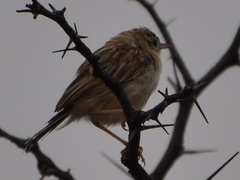 Cisticola aridulus