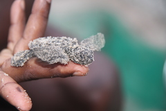 Lepidochelys olivacea