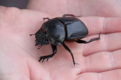 Scarabaeus goryi
