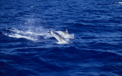 Stenella attenuata attenuata
