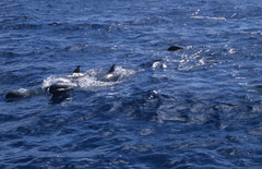 Feresa attenuata
