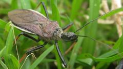 Rhynocoris erythrocnemis