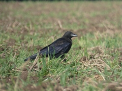 Corvus corone