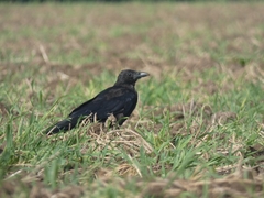 Corvus corone