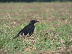 Corvus corone