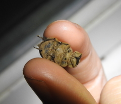 Trogidae