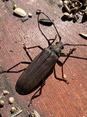 Aegosoma scabricorne