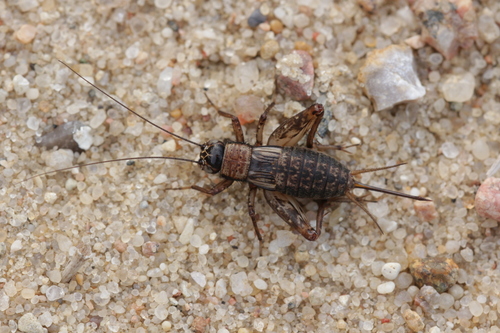 Wood Cricket, photo 3 of 9