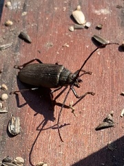 Aegosoma scabricorne