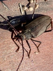 Aegosoma scabricorne