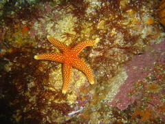 Fromia schultzei