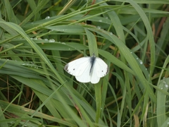 Pieris napi