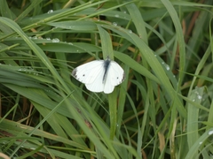 Pieris napi