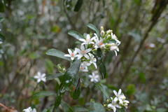 Philotheca myoporoides