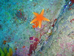 Fromia schultzei