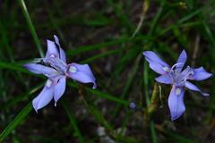 Moraea australis