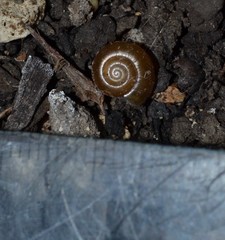 Aegopinella nitidula