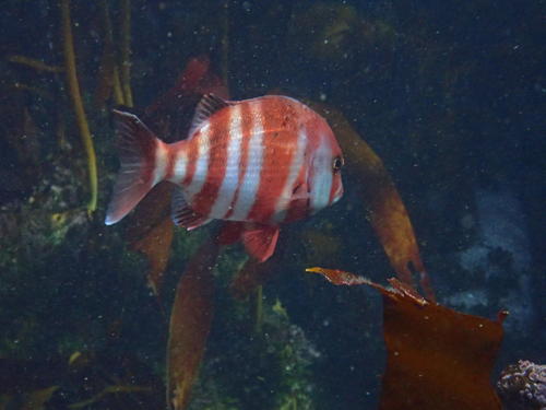 Red stumpnose (Chrysoblephus gibbiceps) — Sparidae — 4