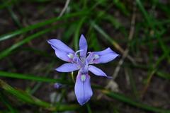 Moraea australis