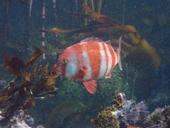 Chrysoblephus gibbiceps