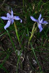 Moraea australis