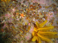 Fromia schultzei
