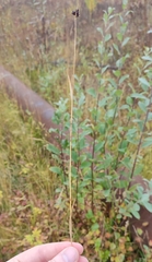 Luzula multiflora sibirica