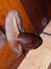 Lissachatina immaculata