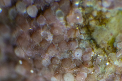 Melobesia membranacea