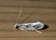 Monopis dorsistrigella