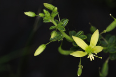 Magnoliopsida
