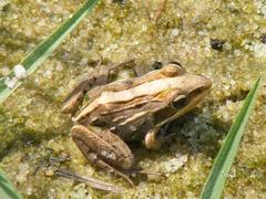 Ptychadena mossambica