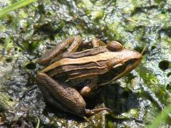 Ptychadena mossambica