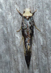 Monopis monachella