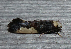 Monopis monachella