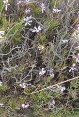 Pelargonium laevigatum laevigatum