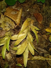 Carpinus betulus