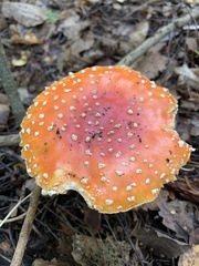 Amanita muscaria