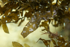 Pneophyllum coronatum