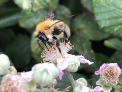 Bombus pascuorum