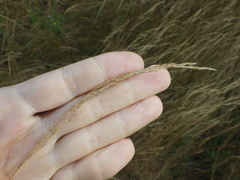 Agrostis vinealis