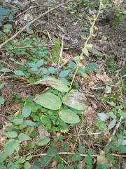 Epipactis helleborine
