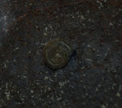 Bathyomphalus contortus